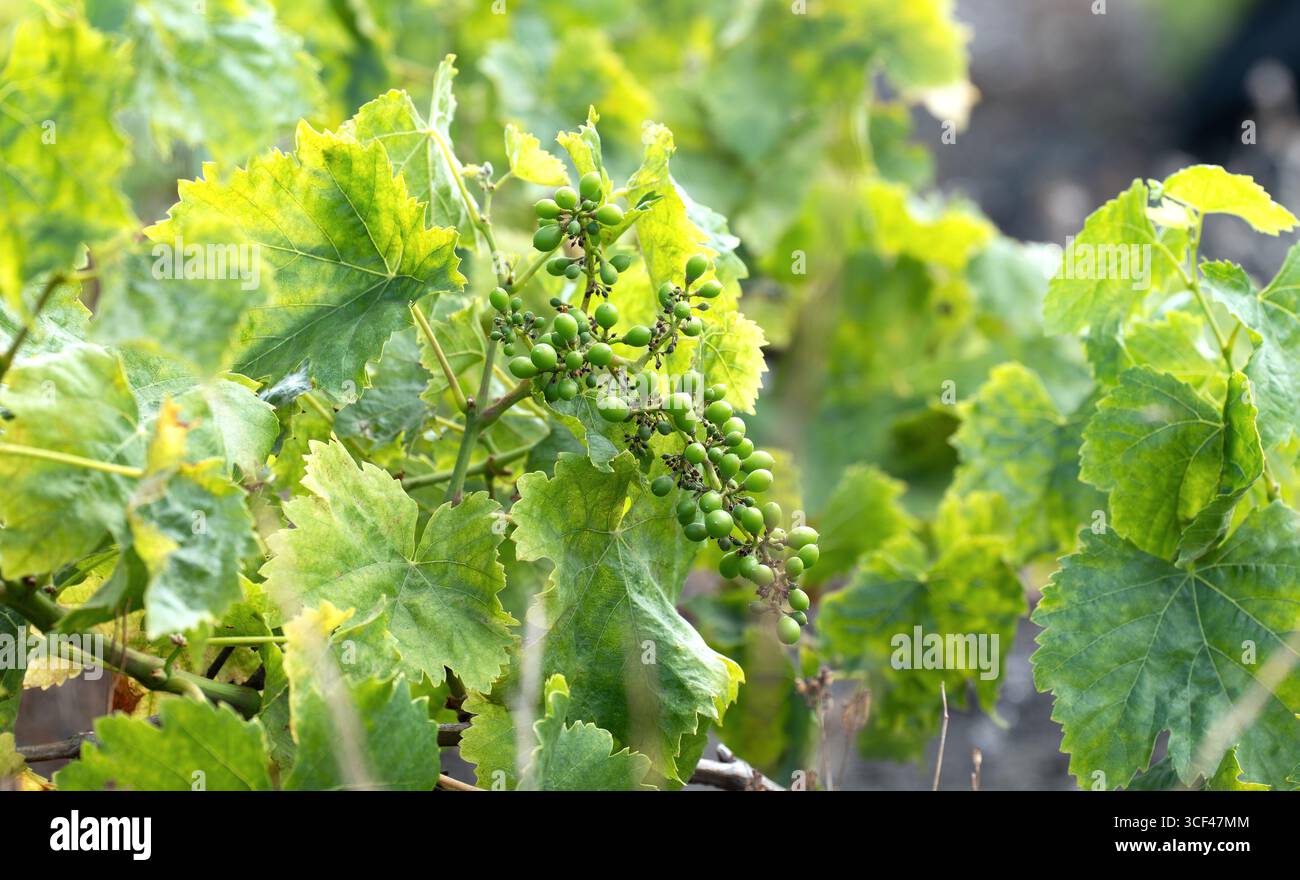 Young green grapes growing on a vine in early summer on La Palma, surrounded by large serrated leaves. Stock Photo