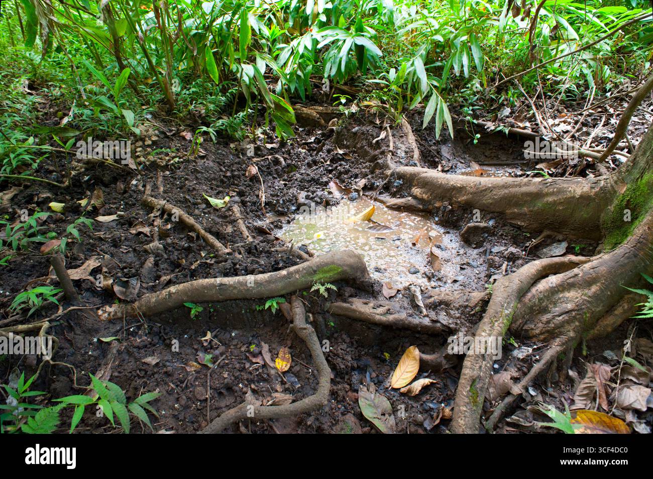 Breeding ground for mosquitoes hi-res stock photography and images - Alamy