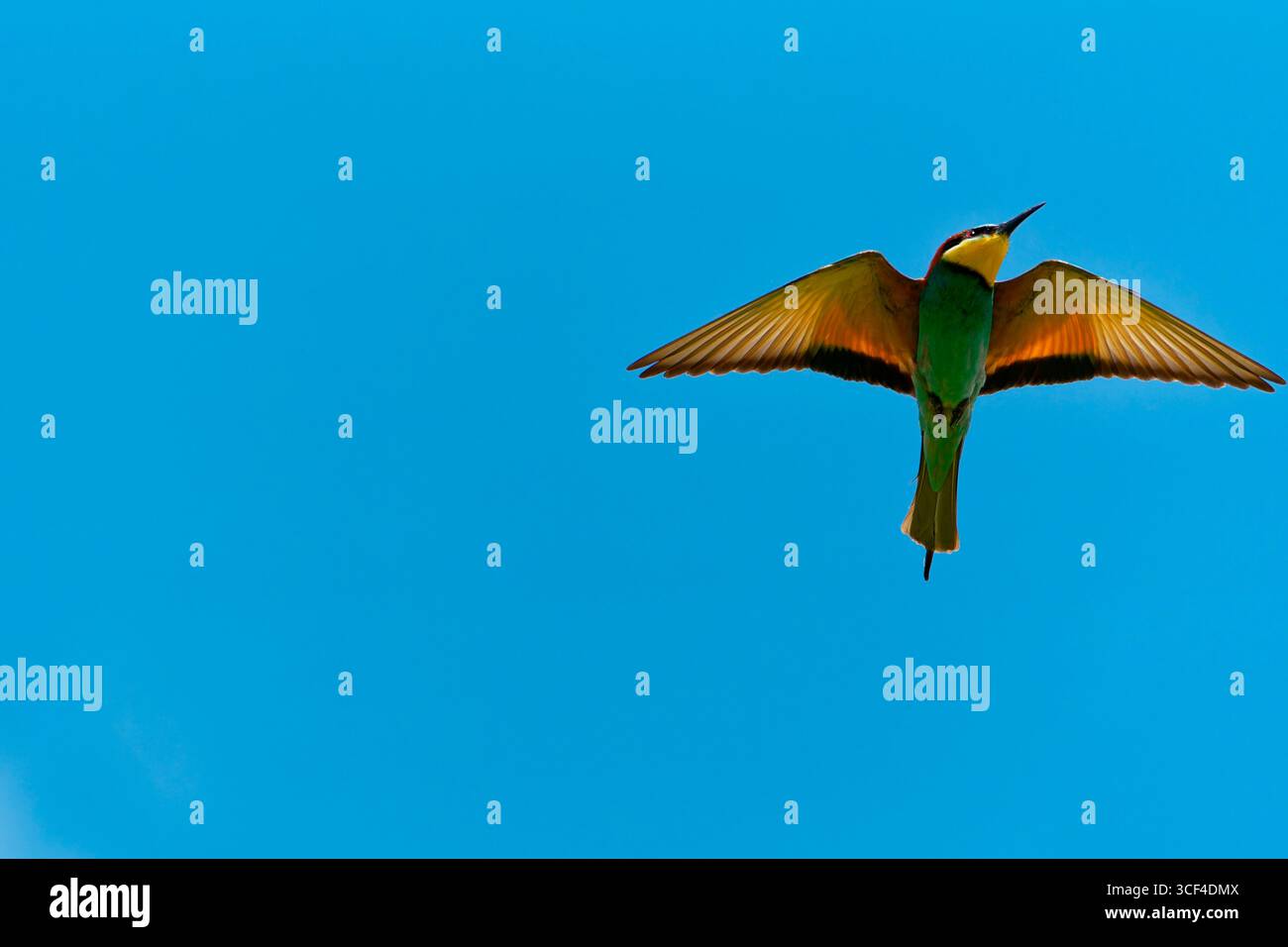 European bee-eater, bee-eater, Merops apiaster in flight Stock Photo