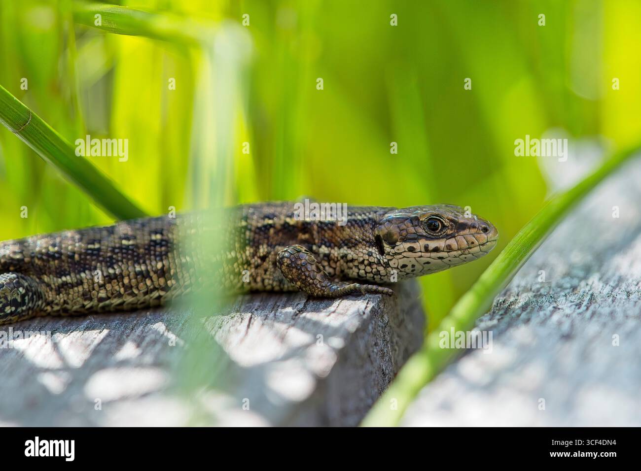 Common lizard mountain lacerta hi-res stock photography and images - Alamy