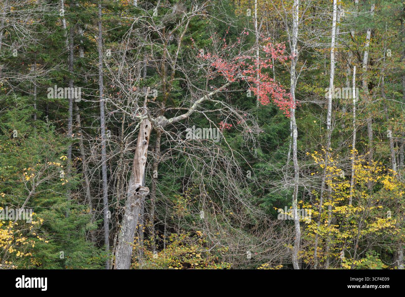 Ghostly Tree Ghostly tree in Lincoln Woods, White Mountain National Forest, New ...