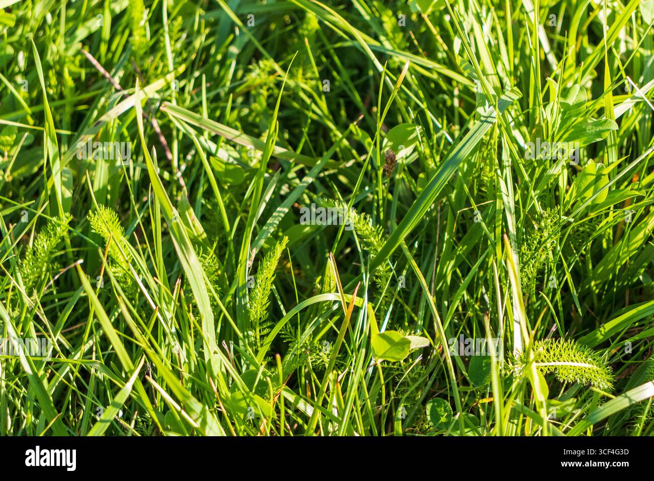 Green grass ground close up hi-res stock photography and images - Alamy