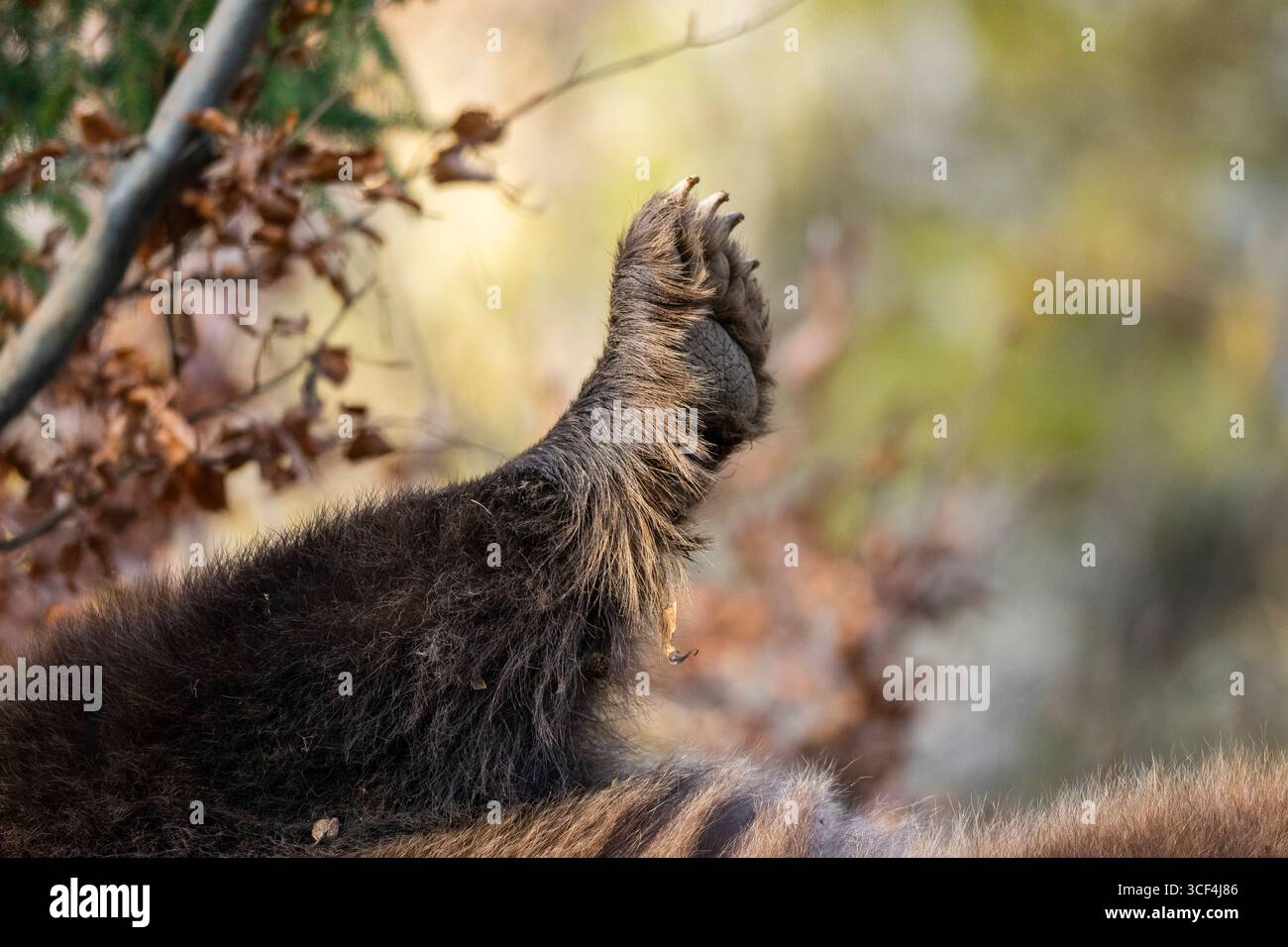 Eurasian Brown Bear (Ursus arctos arctos) paw, detail, Bavaria, Germany, Europe Stock Photo