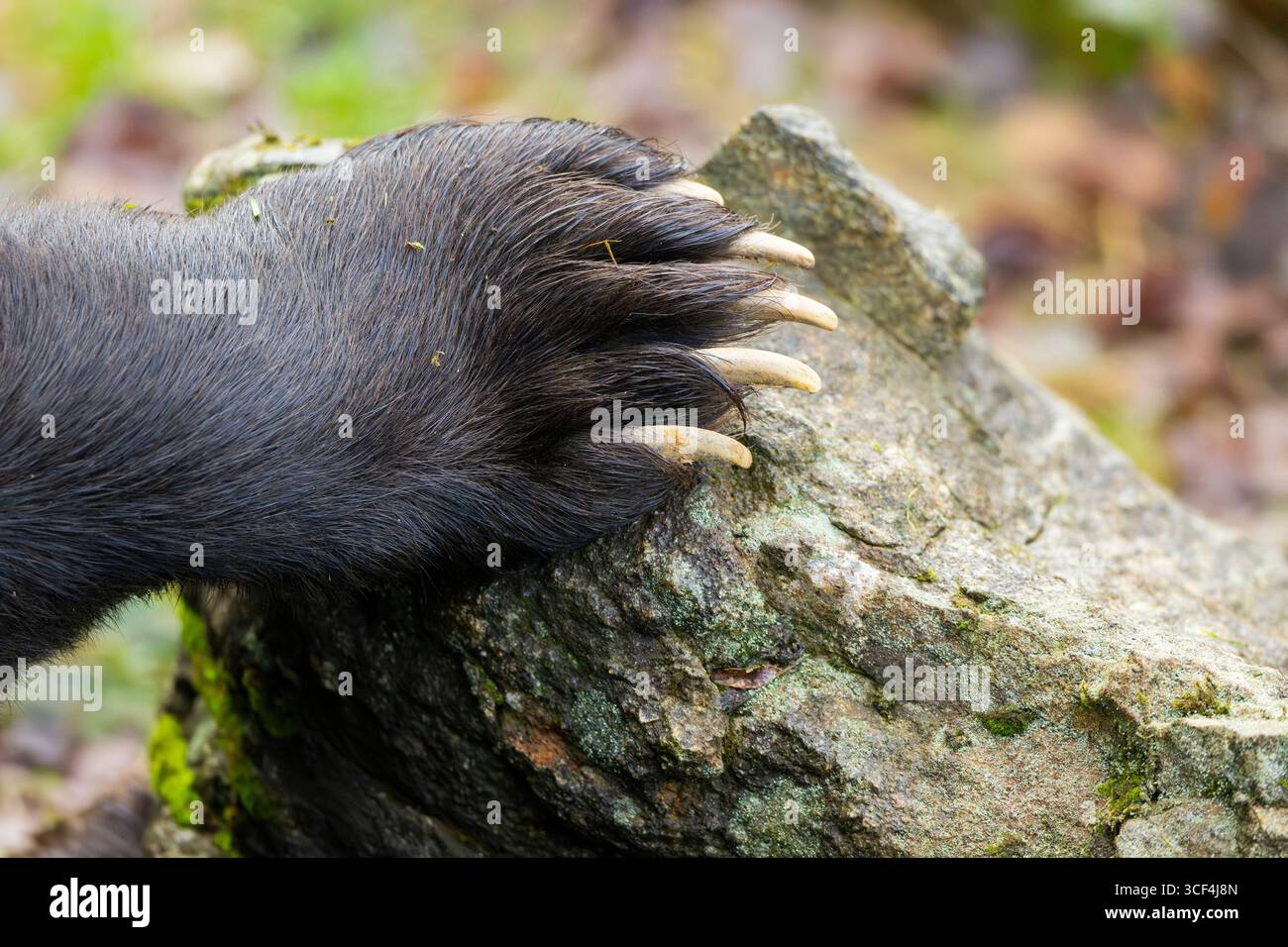 urasian Brown Bear (Ursus arctos arctos) paw, detail, Bavaria, Germany, Europe Stock Photo