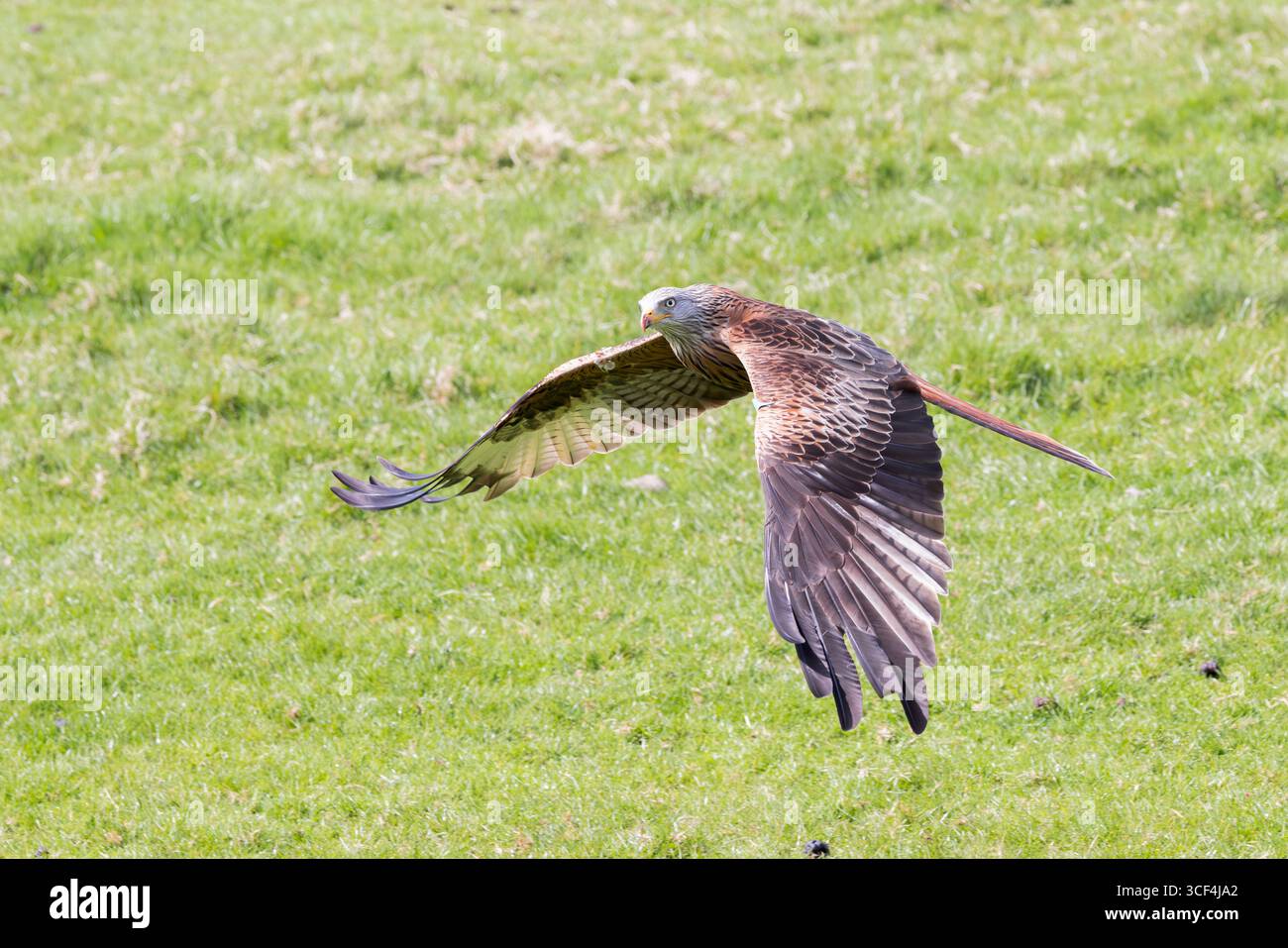 Red Kite [ Milvus milvus ] in flight over grass Stock Photo
