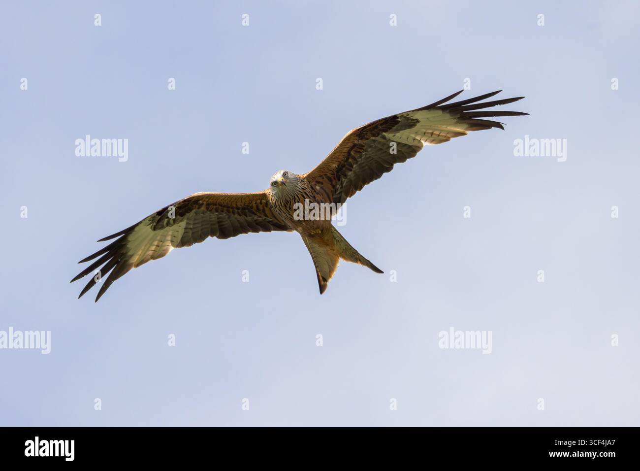 Red Kite [ Milvus milvus ] in flight from below Stock Photo