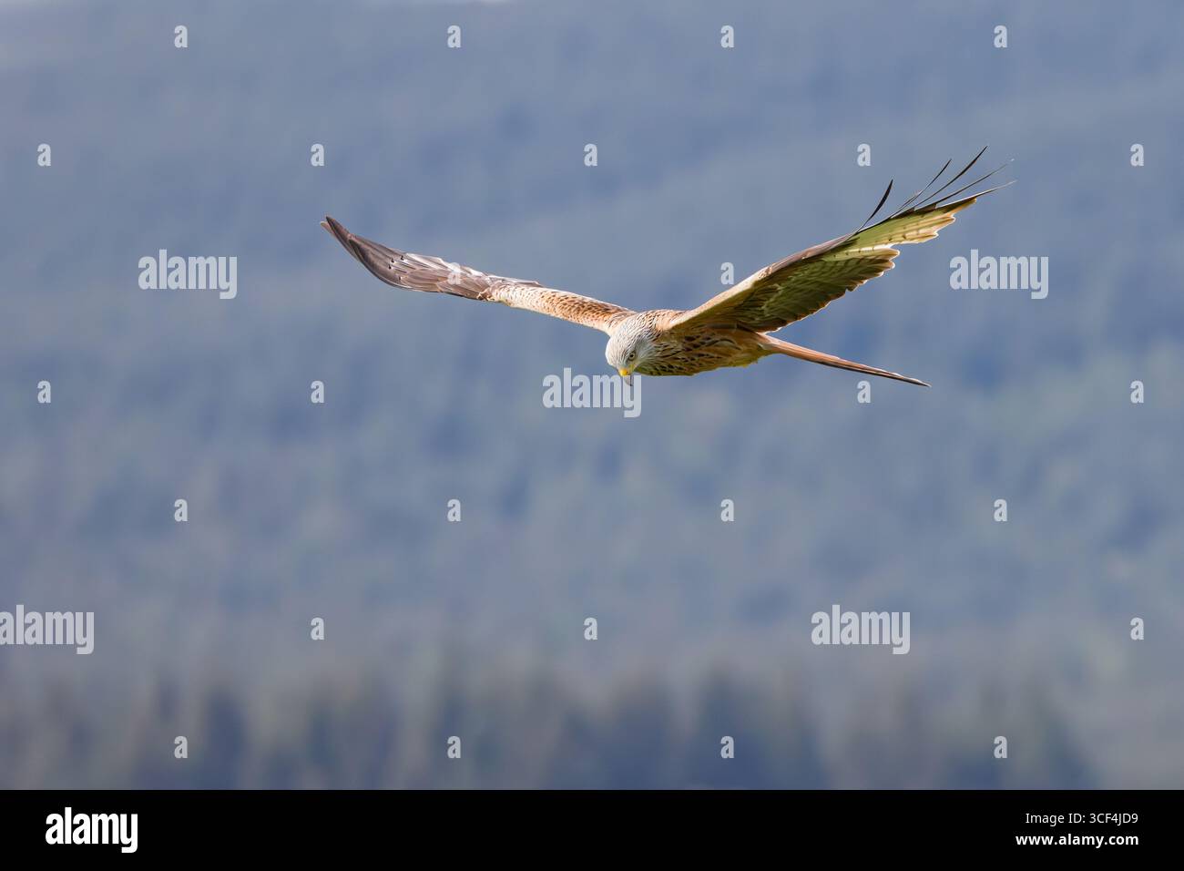 Red Kite [ Milvus milvus ] soaring against out of focus hillside Stock Photo