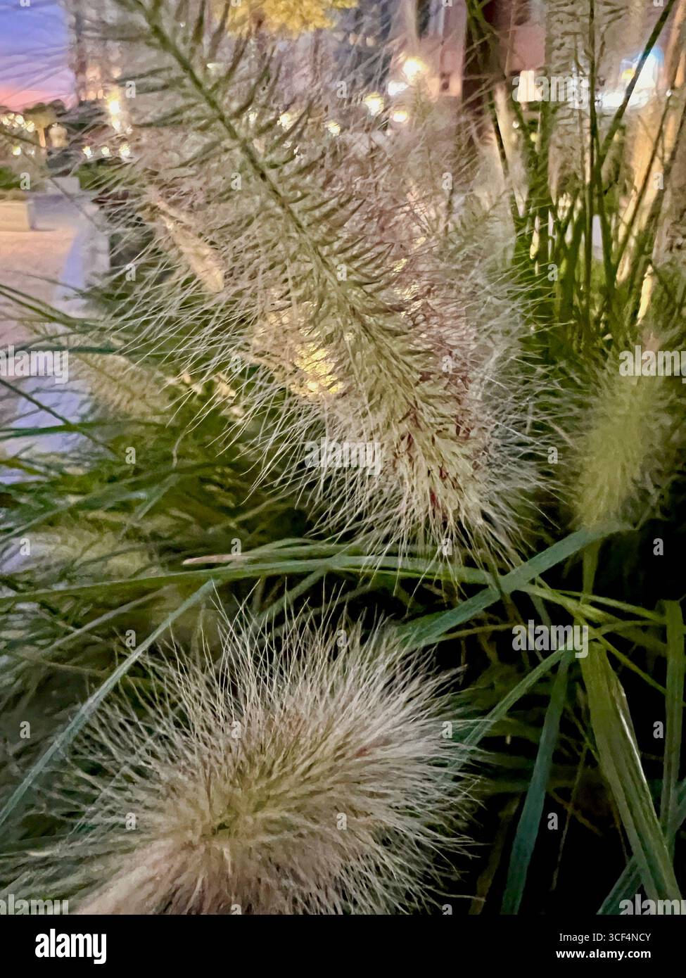 delicate sunset through the pampas grass on the lawn - Smartphone Captured Stock Image