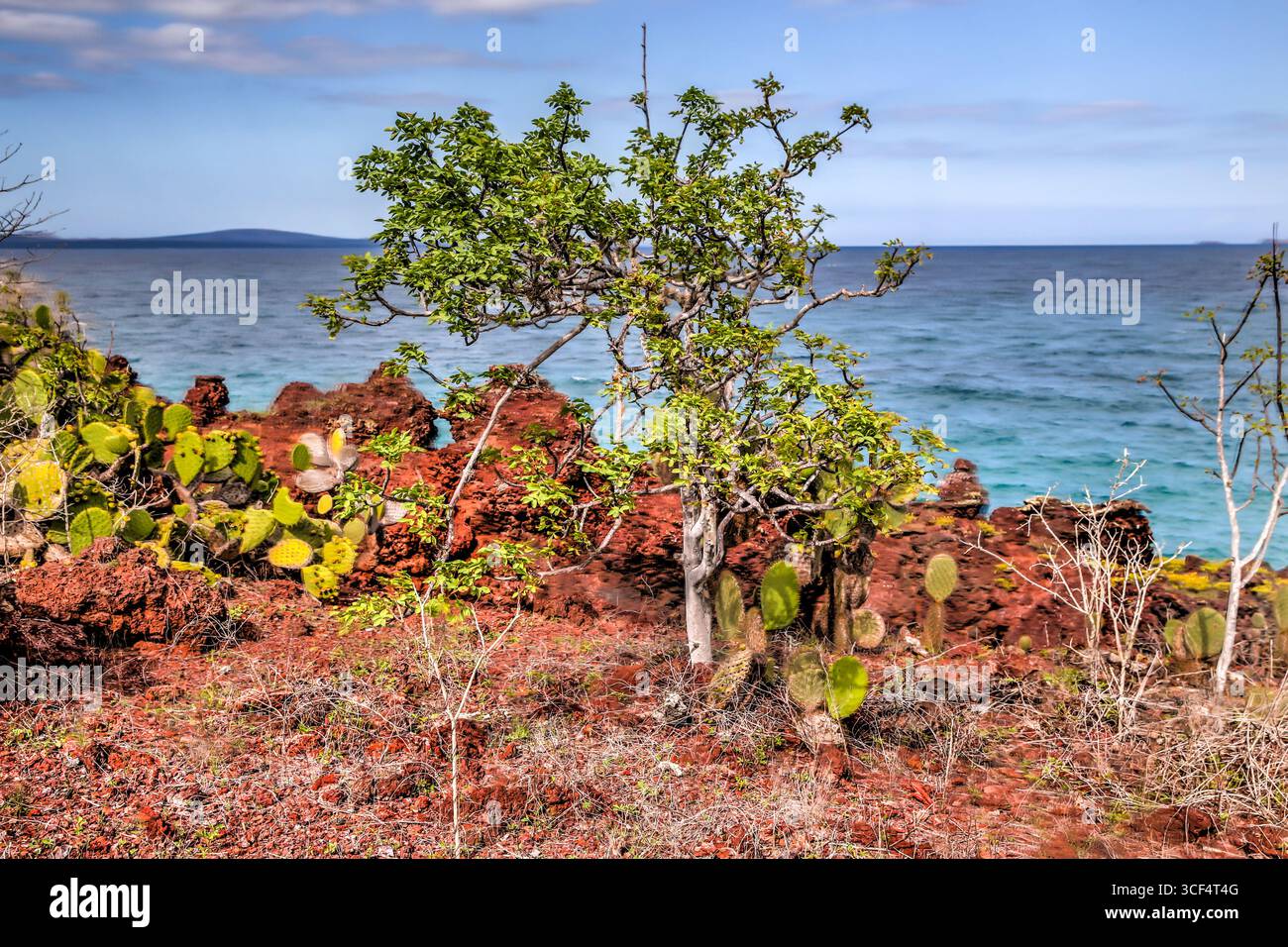 Lava Fields Rabida View of the red volcanic cliffs and shoreline of Rábida Island ...