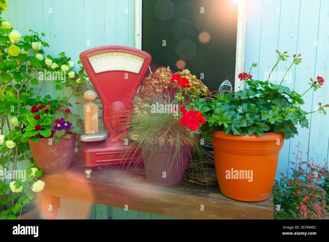 A cozy rustic outdoor composition with a vintage red scale, various potted flowers, and green plants on a wooden bench Stock Photo
