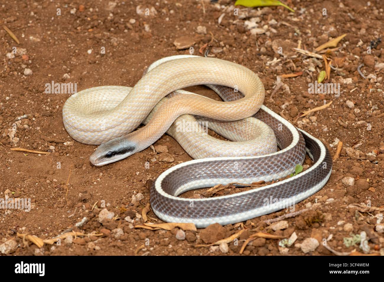 Ridley’s beauty snake (Orthriophis taeniurus ridleyi), also known as ...