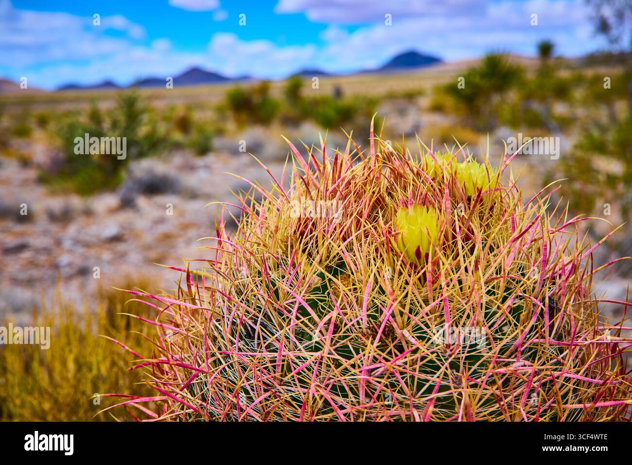 western cactus Cactus Under Sunset Wall Mural