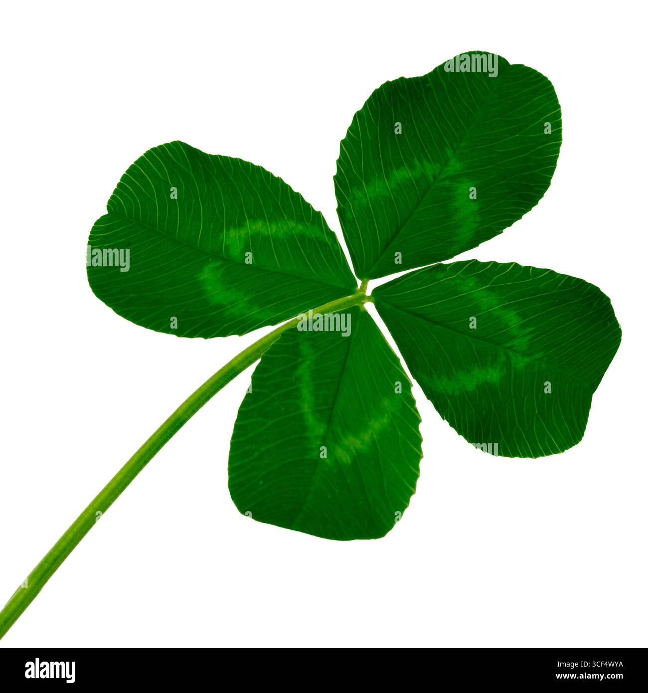 Lucky leaf hi-res stock photography and images - Alamy
