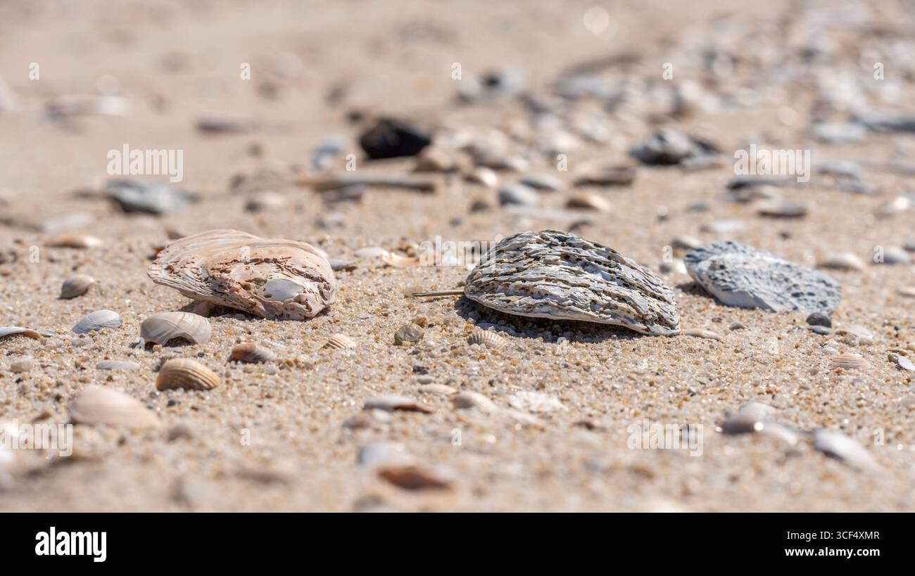 Shells lying on the beach Stock Photo