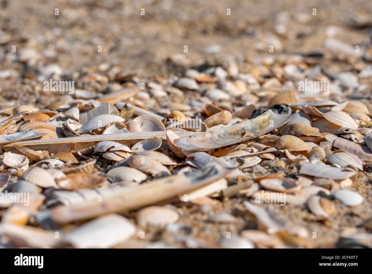 Shells lying on the beach Stock Photo