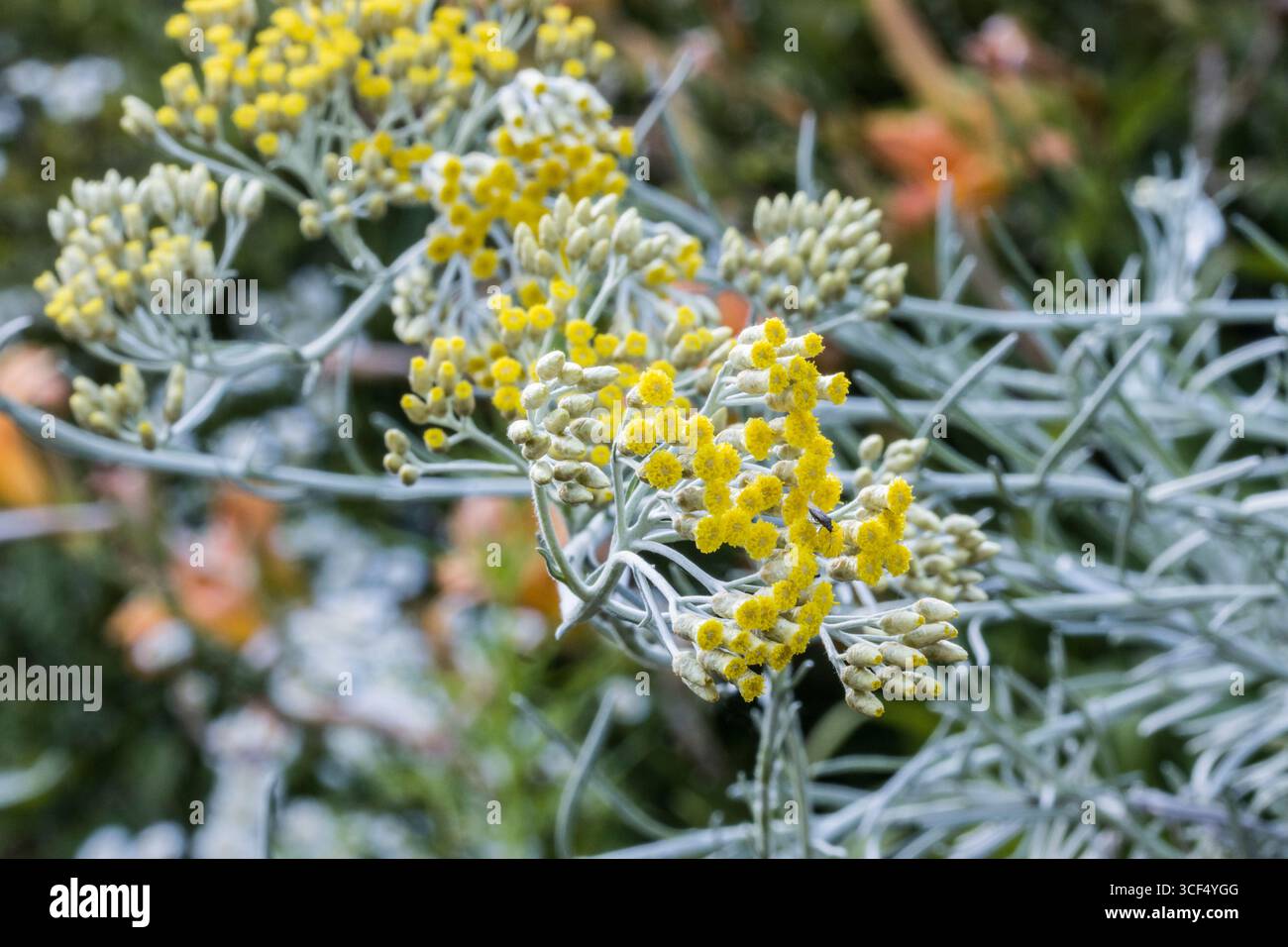 Italian immortelle (Helichrysum italicum), also known as Italian immortelle  or curry herb - inflorescence Stock Photo - Alamy