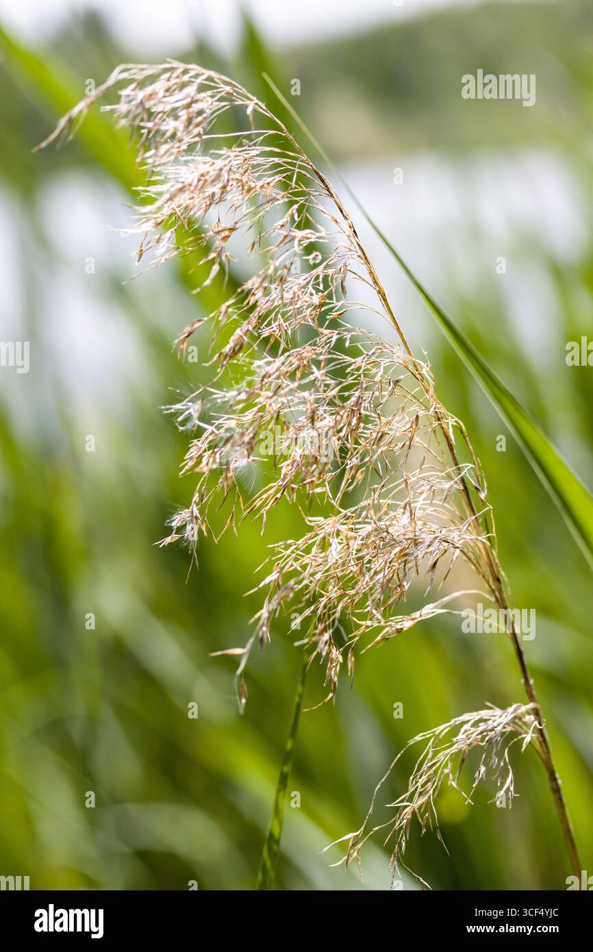common reed (Phragmites australis), reed Stock Photo - Alamy