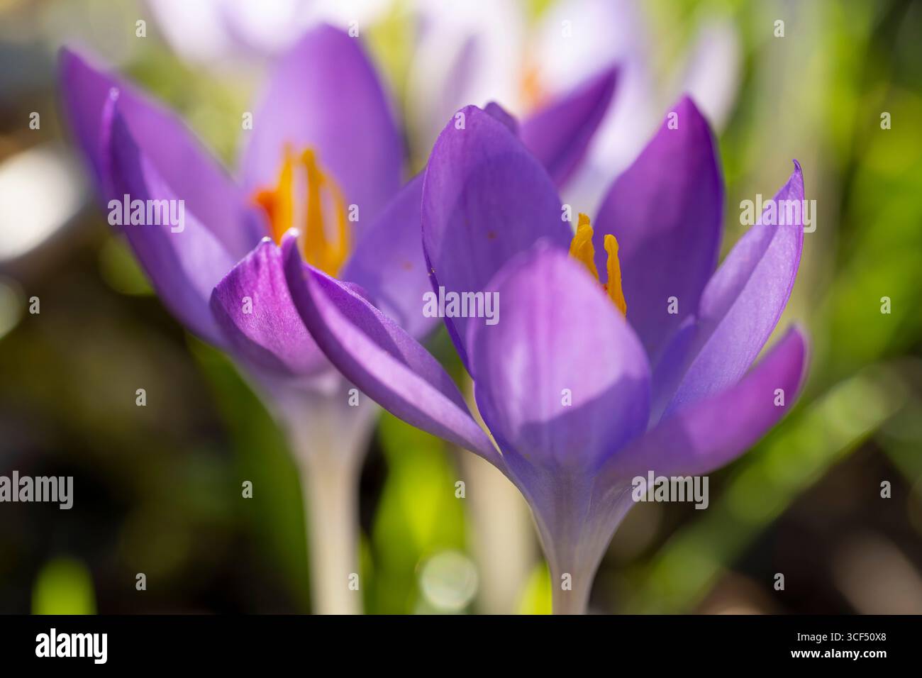 Crocuses in bloom, Crocus, selective spiciness Stock Photo