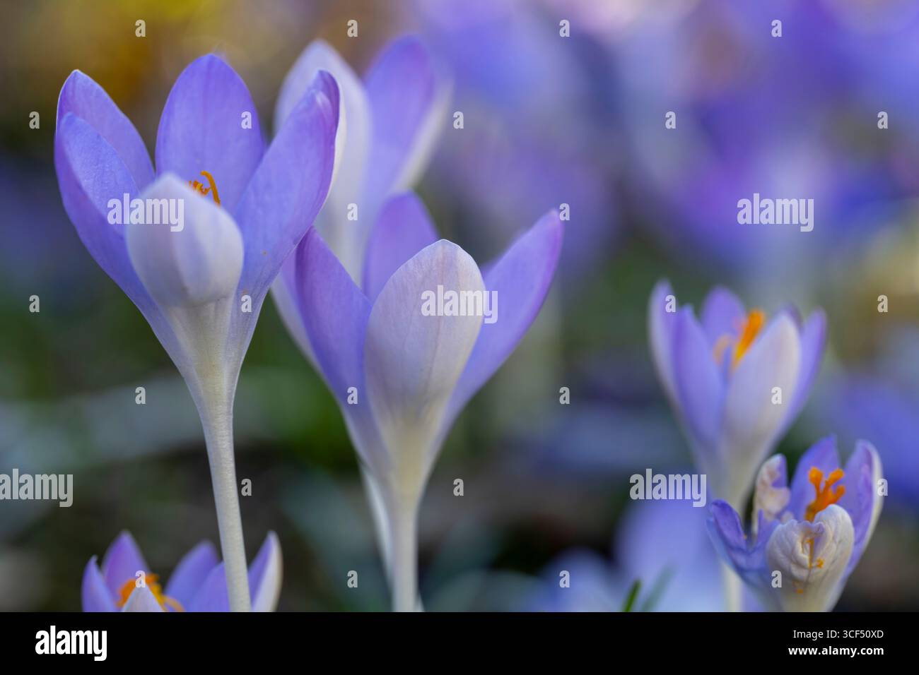 Crocuses in bloom, Crocus, selective spiciness Stock Photo