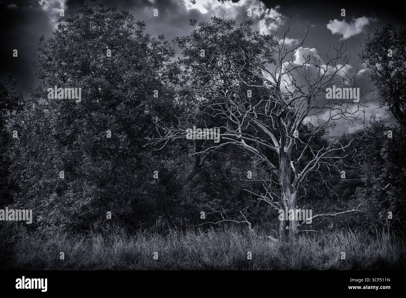 Lightning Tree Monochrome Study Stock Photo