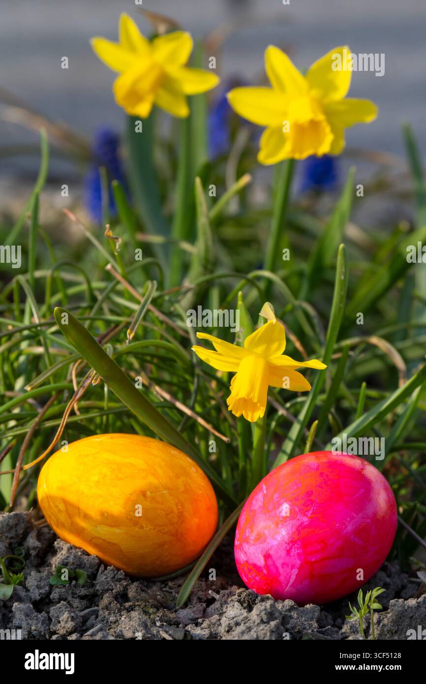 Colored Easter eggs in front of daffodils (Narcissus) Stock Photo