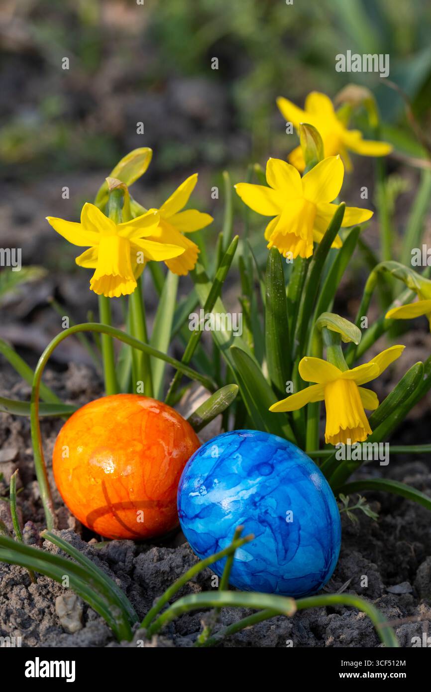 Colored Easter eggs in front of daffodils (Narcissus) Stock Photo