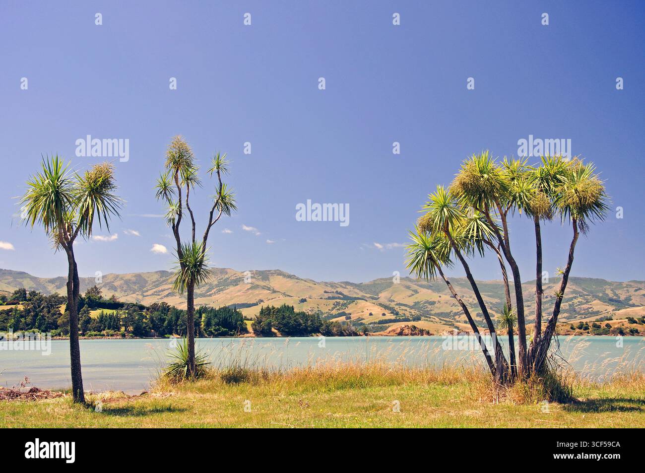 Cabbage trees by Barry's Bay, Akaroa Harbour, Banks Peninsula, Canterbury Region, South Island, New Zealand Stock Photo