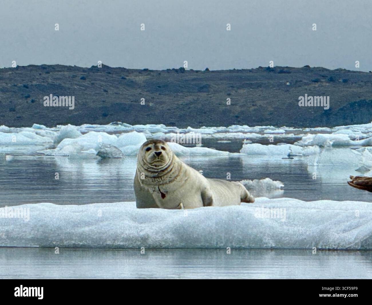 Beautiful white harbor seal resting on a drifting iceberg in southeast Iceland. - Smartphone Captured Stock Image