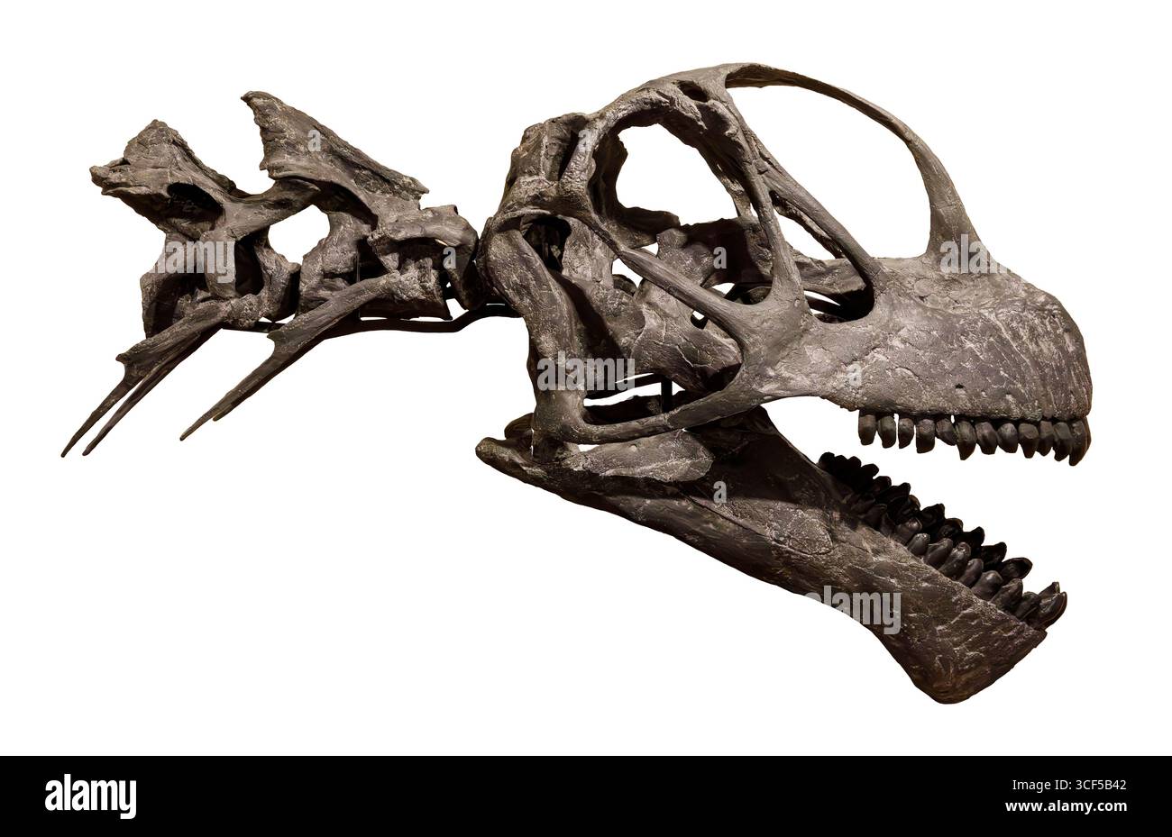 Fossil Sauropod Camarasaurus Skull Late Jurassic Dinosaur National