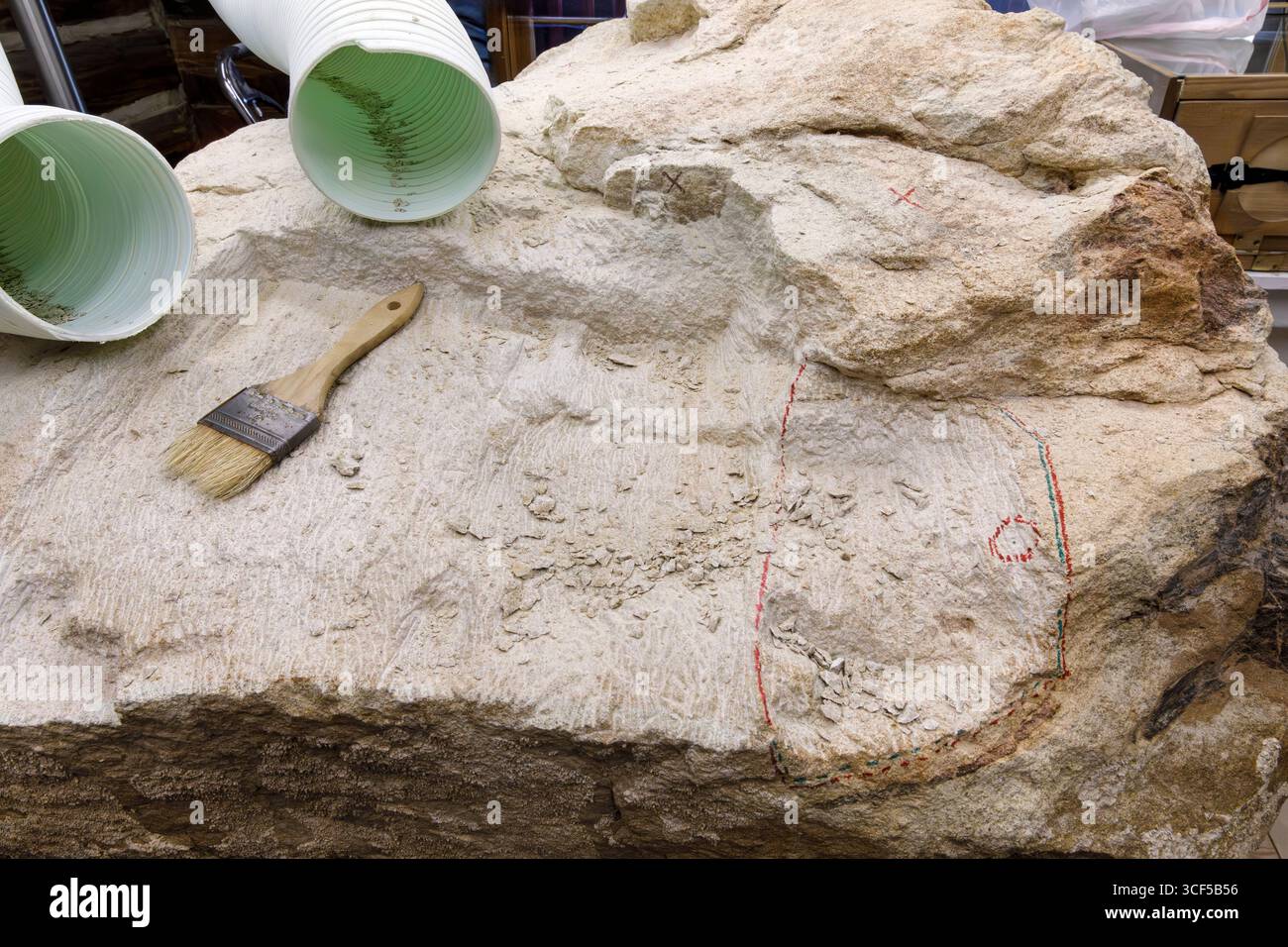 Rock matrix from the Morrison Formation, Dinosaur Ridge area near Morrison, Colorado, under laboratory preparation for dinosaur fossil excavation. Stock Photo