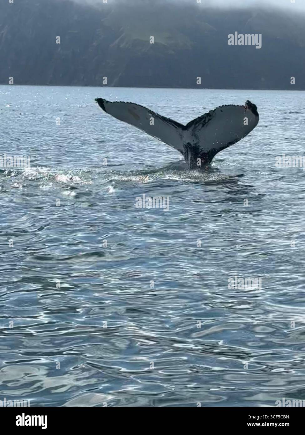 Beautiful markings seen on the whale flues as it dives down. - Smartphone Captured Stock Image