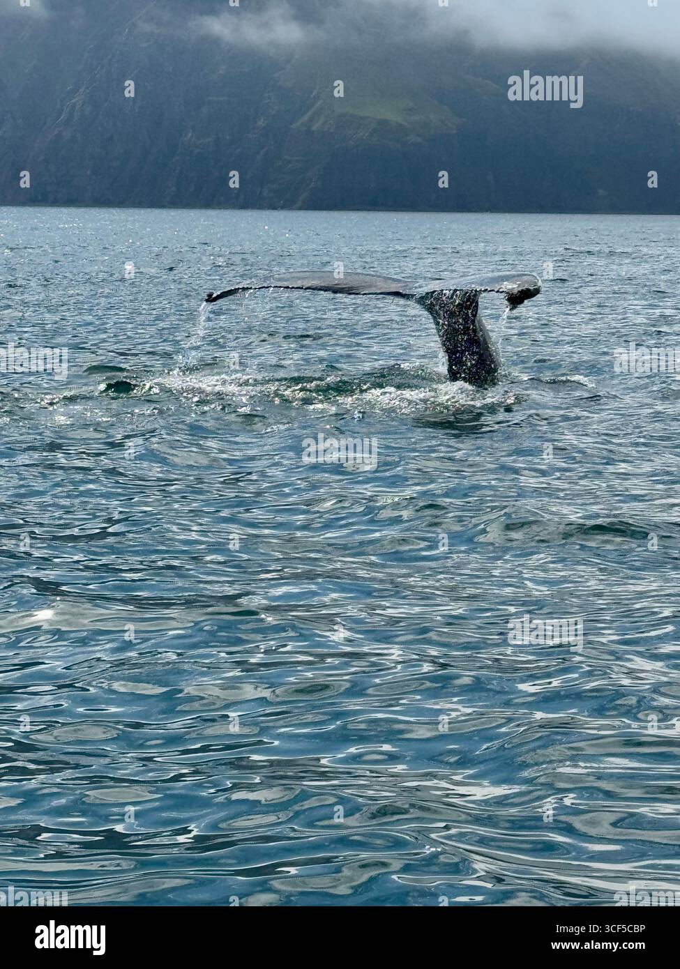 Water cascades off the flukes of a humpack as it dives into the ocean. - Smartphone Captured Stock Image