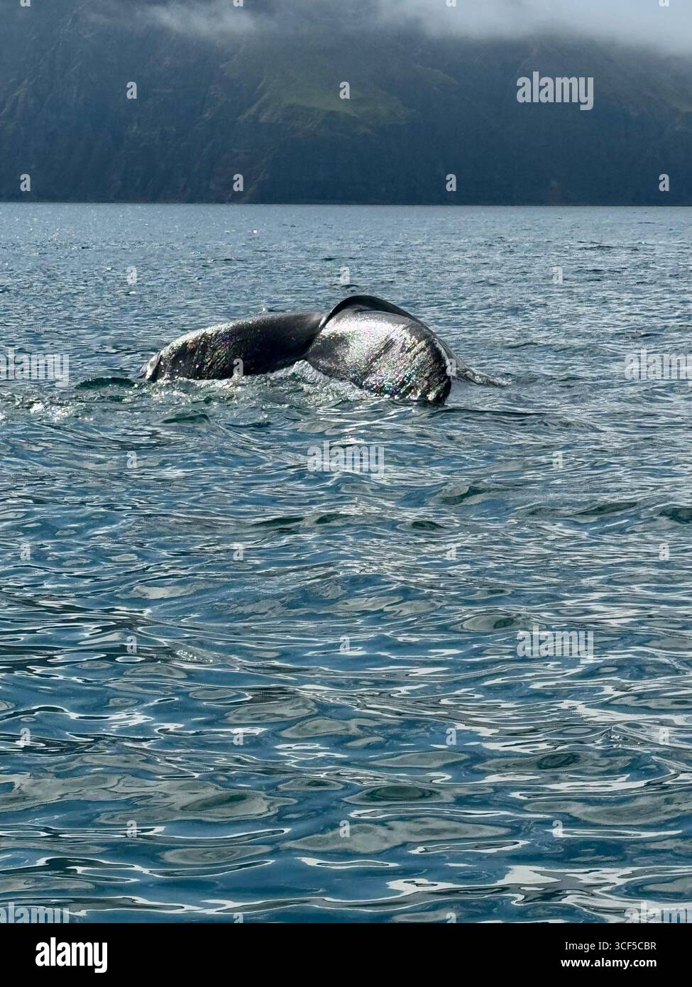 Humpback whale diving in Skjalfandi Bay, northeast Iceland. - Smartphone Captured Stock Image