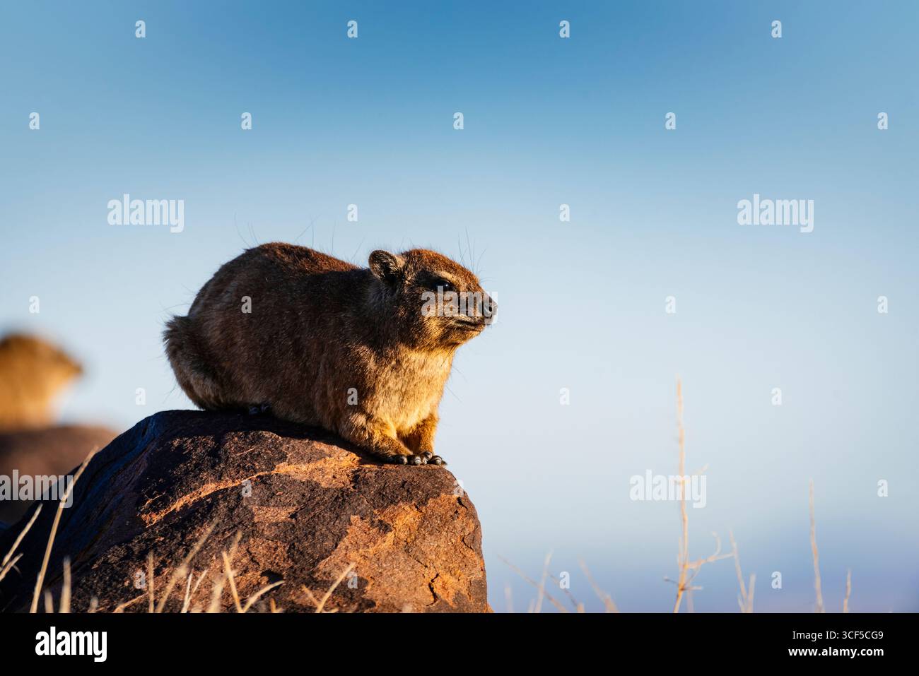 Profile view of a Rock hyrax in Namibia Stock Photo