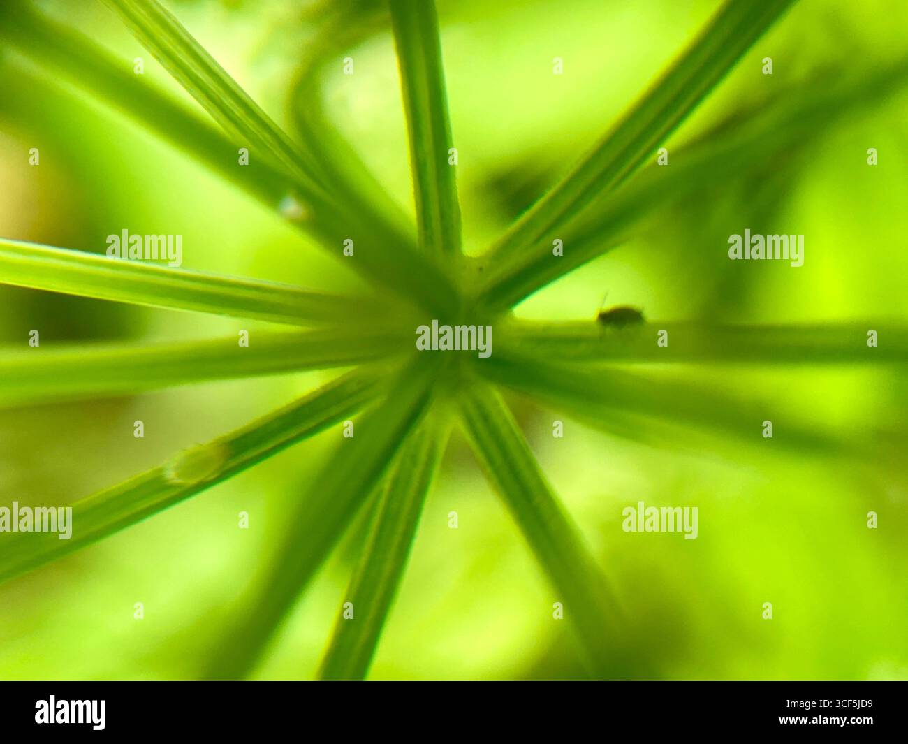 Spiky green structures hi-res stock photography and images - Alamy