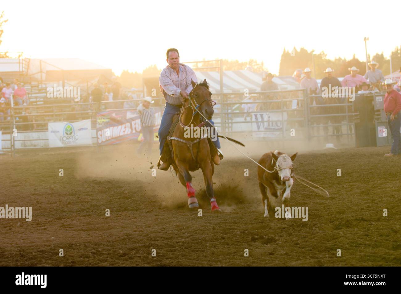 Cowboy on horse roping calf during the tie down roping competition at ...