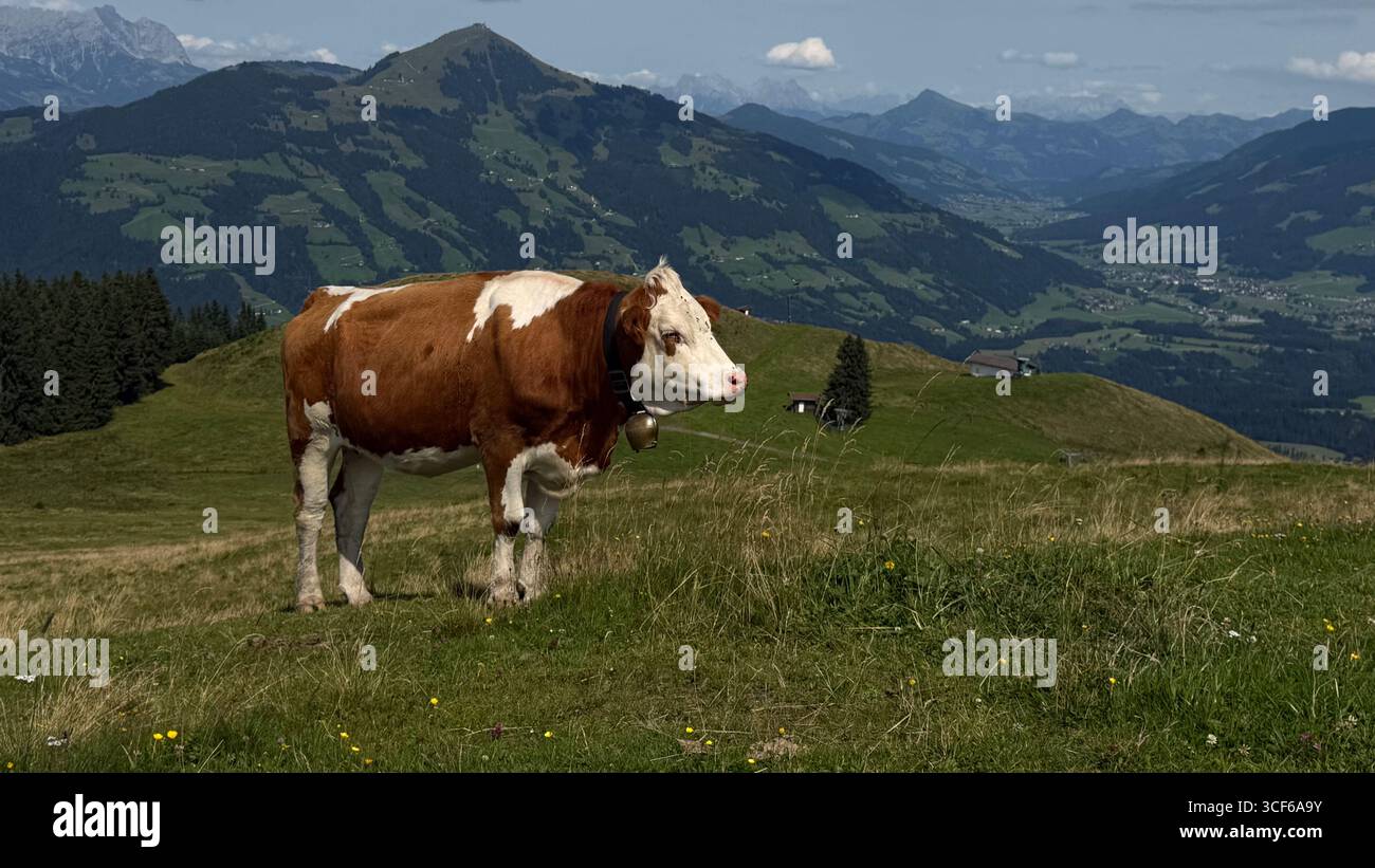 Bull peacefully grazing on a lush pasture with a breathtaking mountain range in the background. The serene landscape highlights the harmony of nature Stock Photo
