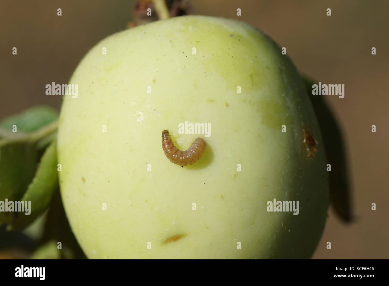Carpocapsa Caterpillar Codling moth (Cydia pomonella) eating a hole in a crab ...
