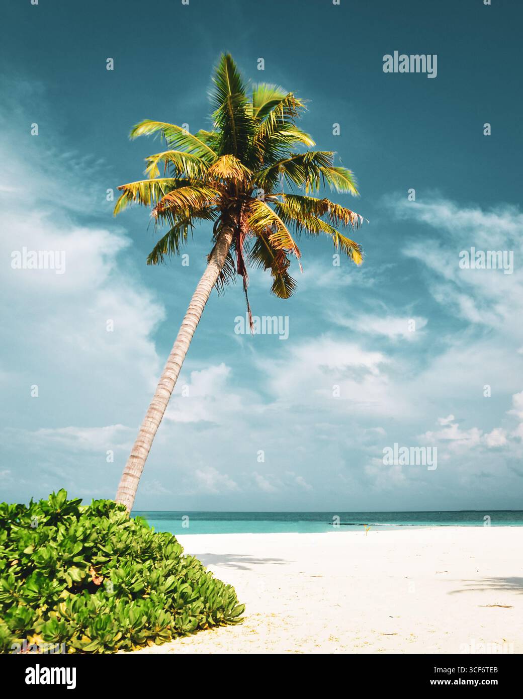 Shot Single one palm tree and cumulus clouds motion on blue sky, summer sunny day. Stock Photo