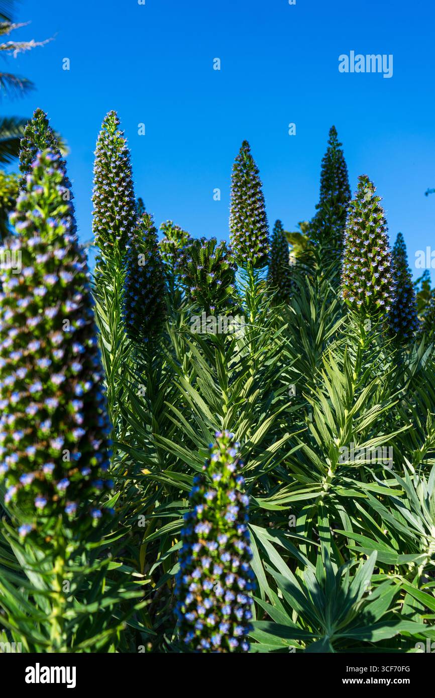 Invasive plants in australia hi-res stock photography and images - Alamy