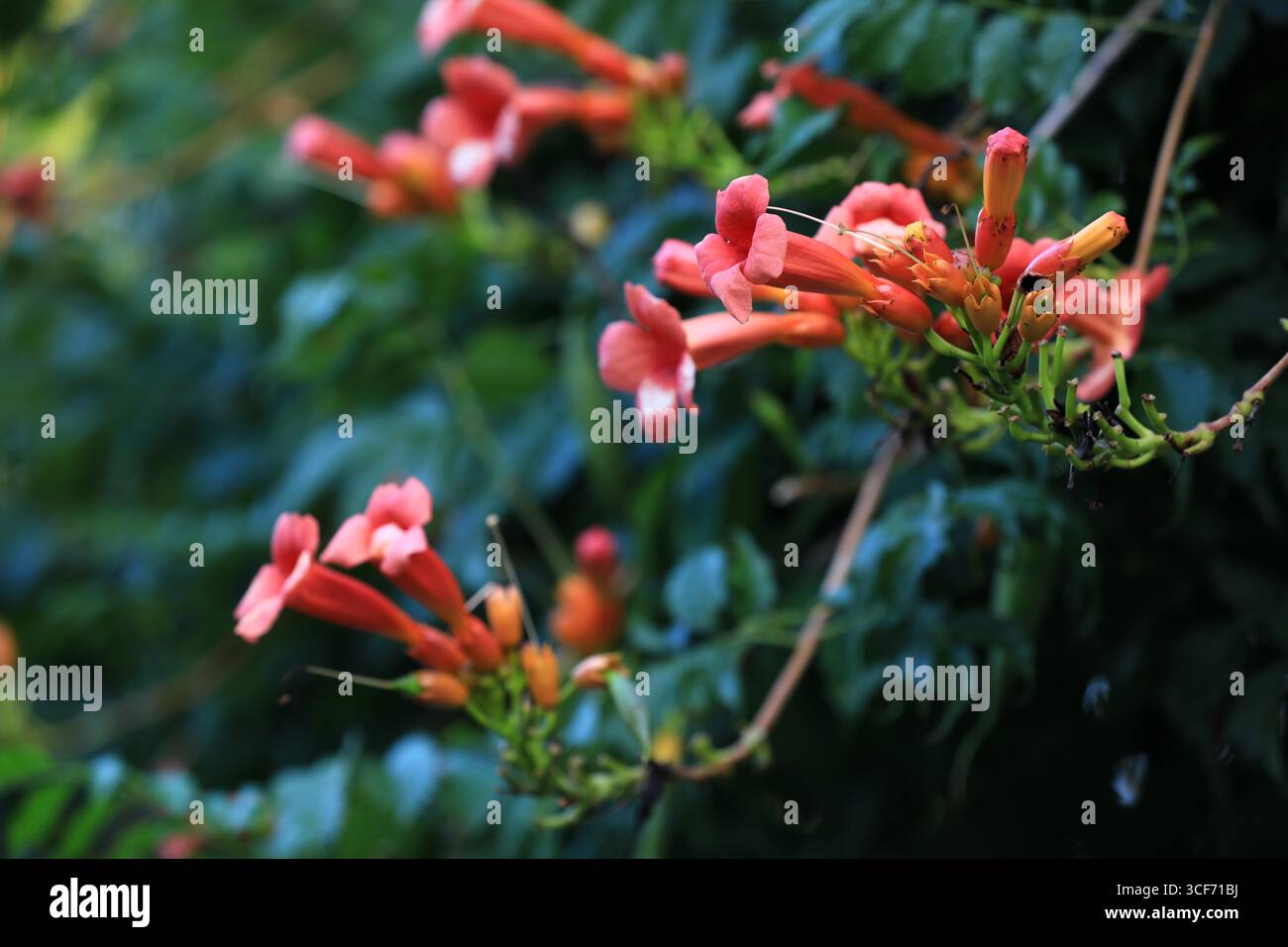 Chinese trumpet vine flowers bloom in Huai'an City, east China's ...