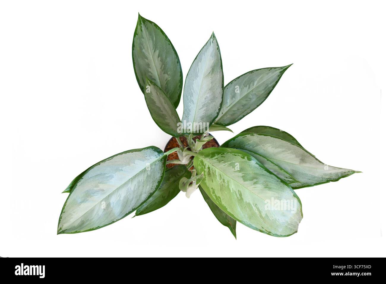 dracaena brown leaves Dracaena Marginata 'Red' – Lakewood Plant Company
