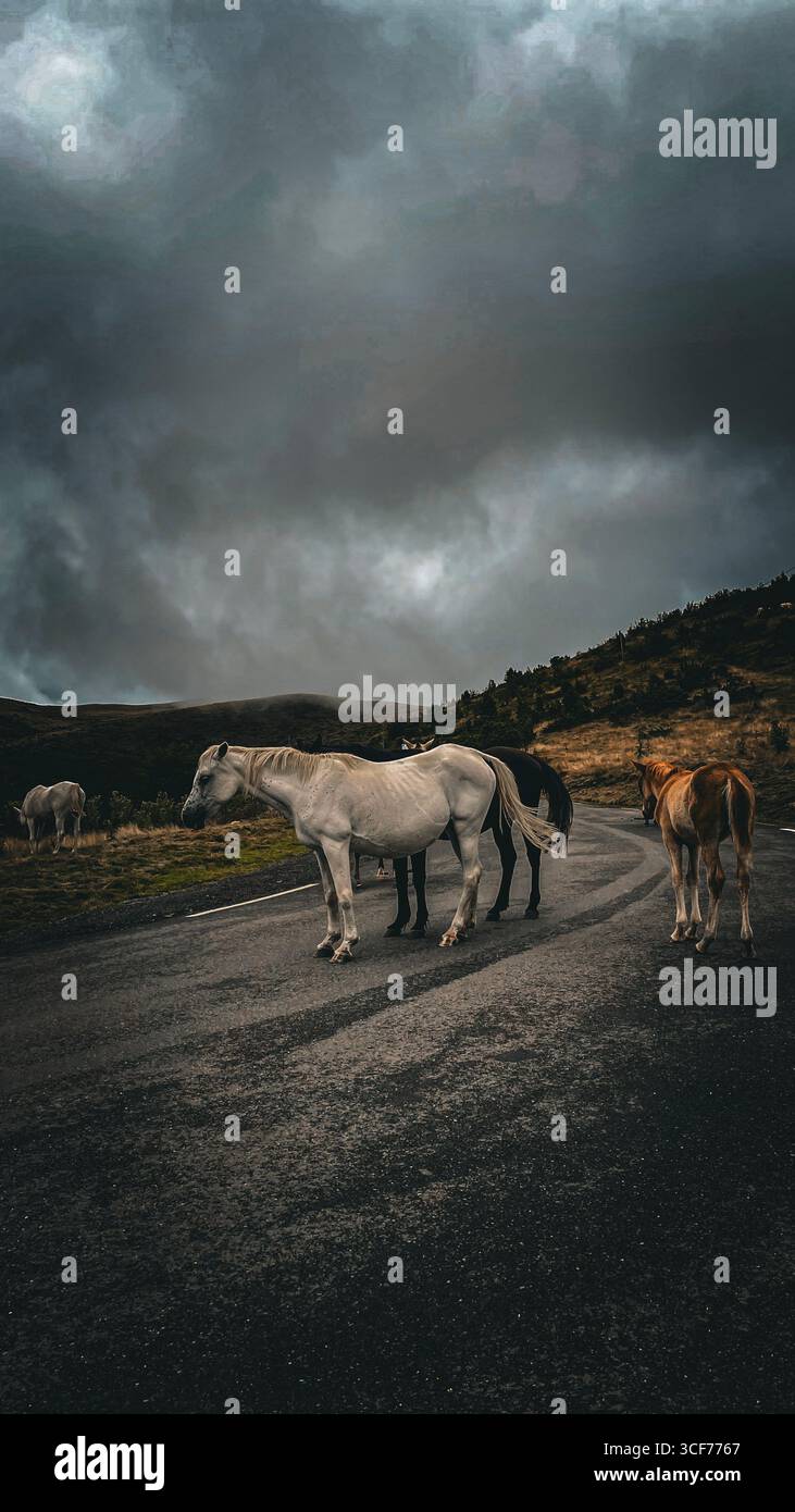 White horse standing on a mountain road under dramatic storm clouds - Smartphone Captured Stock Image