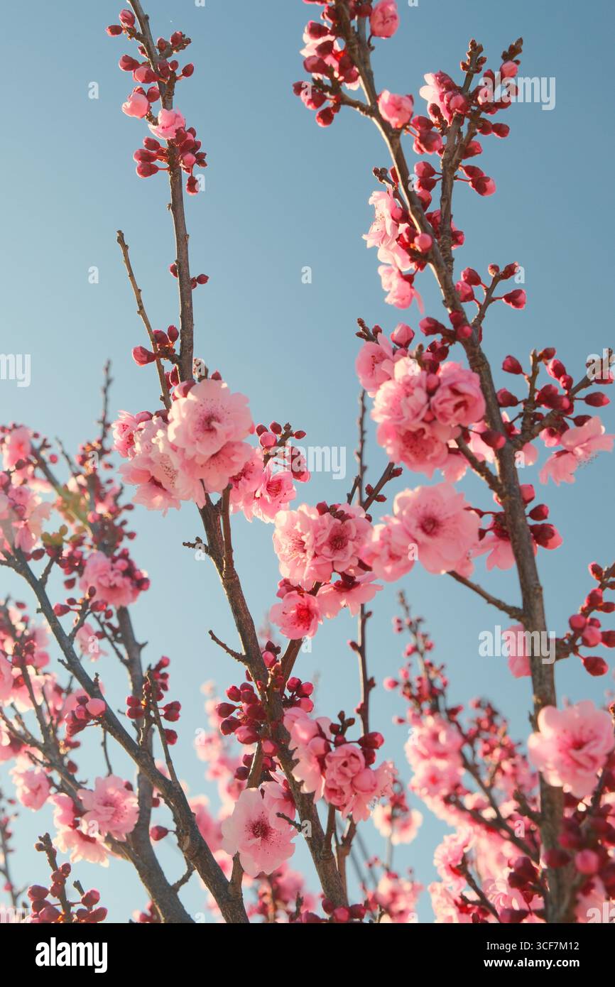 Cherry blossoms and branches against clear blue sky Stock Photo