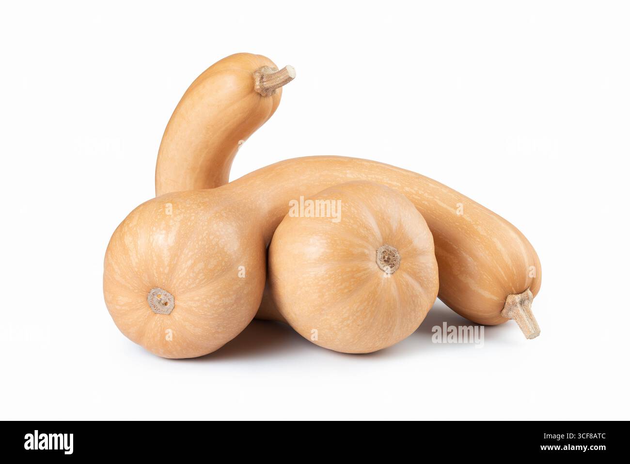 Canada Crookneck Heirloom Pumpkin Winter Squash Isolated on White Stock Photo