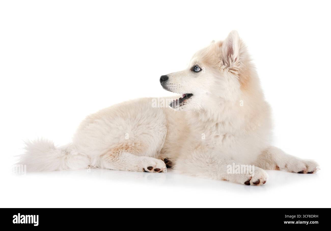 Backround Pomsky picture of a pomsky in front of white background Stock Photo - Alamy