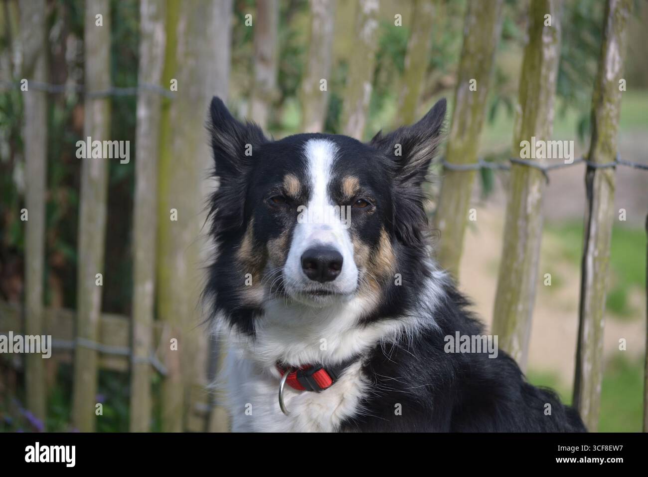 Purebred border collie looking into the camera. Stock Photo