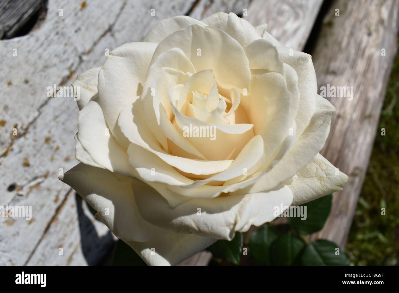 White rose bloom on a rustic wooden bench in sunlight, close-up Stock Photo