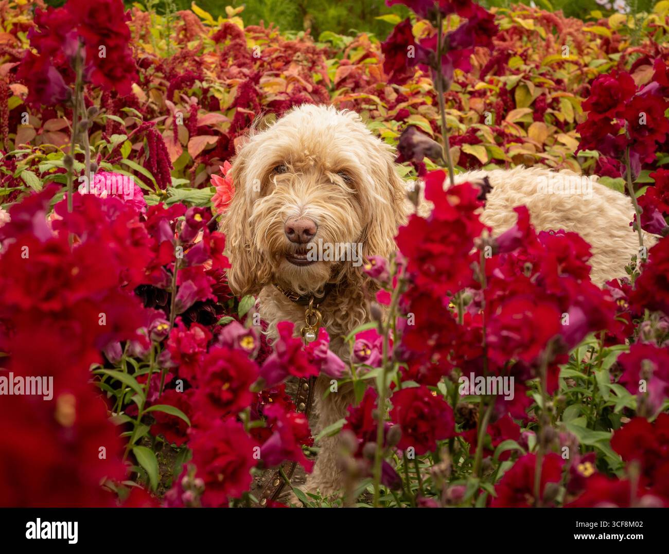A cute Cockapoo dog sits amongst a field of vibrant red snapdragon flowers at Priory Gardens, Guisborough, North Yorkshire, UK. Stock Photo