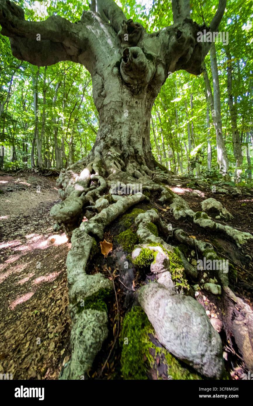 Twisted roots sprawling across mossy forest floor, sunlight filtering through ancient beech tree branches Stock Photo